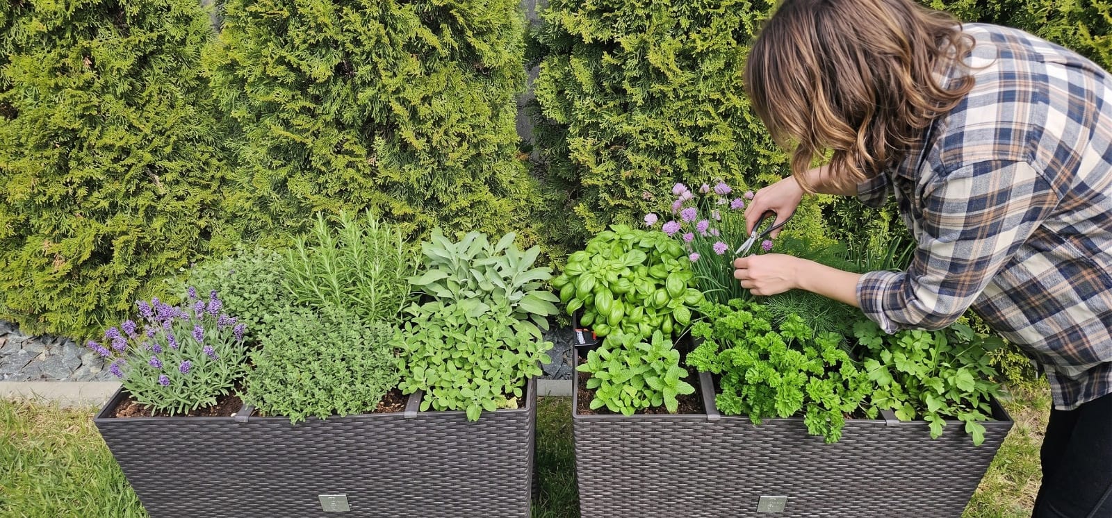 Zaštipování bylinek